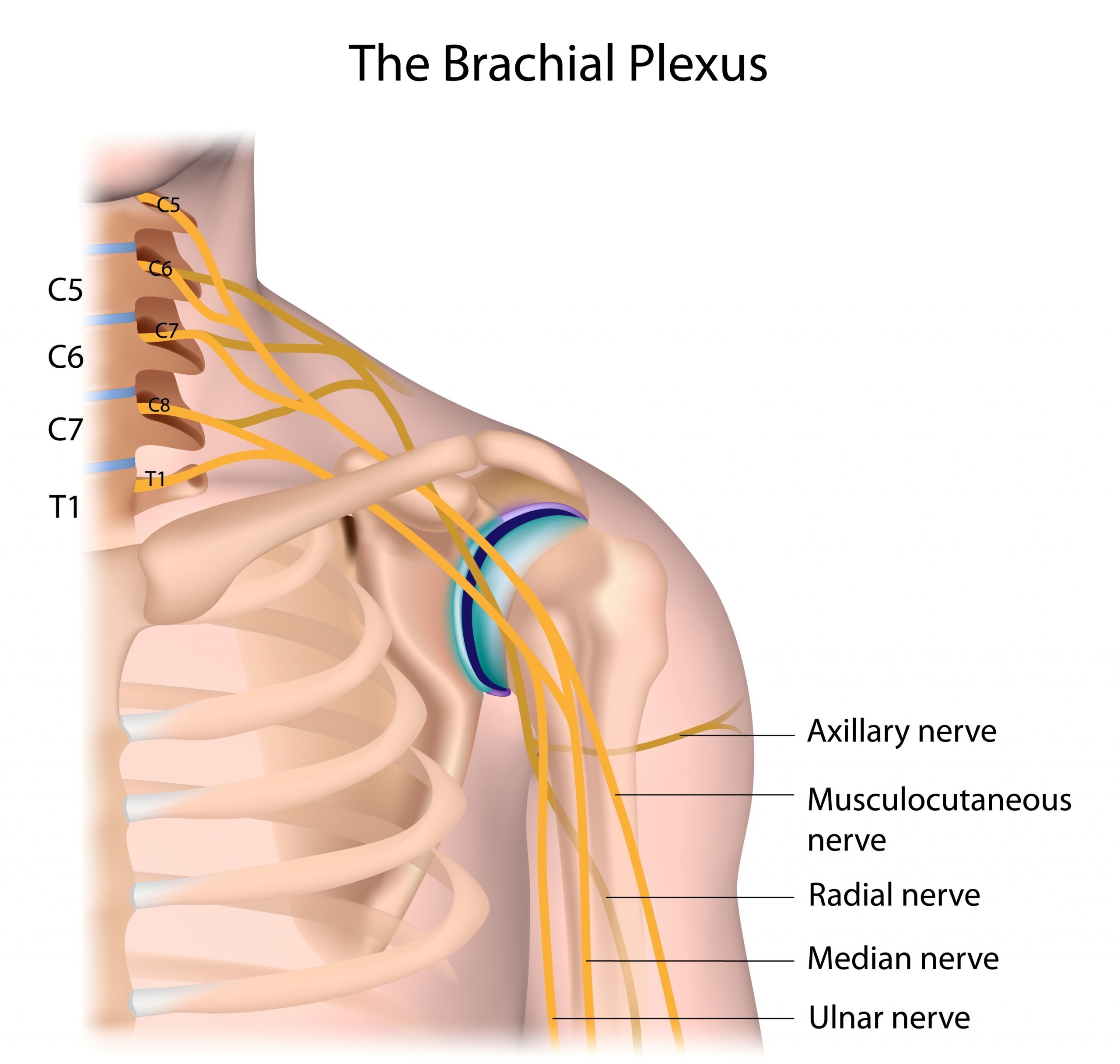 brachial plexus and shoulder dystocia